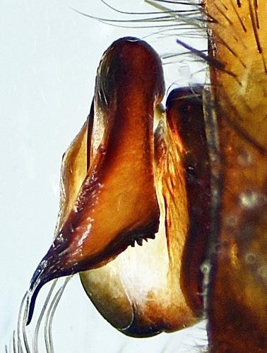 Eratigena saeva